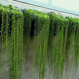 Sirag de perle Senecio Rowleyanus, planta suculenta curgatoare, planta interior suspendata decorativa- 25 cm