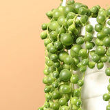 Sirag de perle Senecio Rowleyanus, planta suculenta curgatoare, planta interior suspendata decorativa - 20 cm