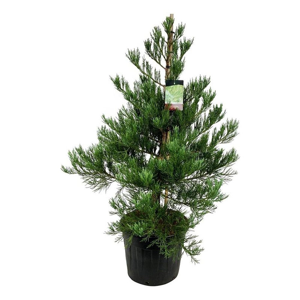 Arborele Mamut, Sequoia Healthy Mammoth Three (Sequoiadendron Giganteum), conifer cu ace verde-albastrui, aspect metalic usor, arbore decorativ urias, vesnic verde, coroana piramidala