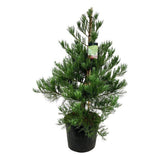 Arborele Mamut, Sequoia Healthy Mammoth Three (Sequoiadendron Giganteum), conifer cu ace verde-albastrui, aspect metalic usor, arbore decorativ urias, vesnic verde, coroana piramidala
