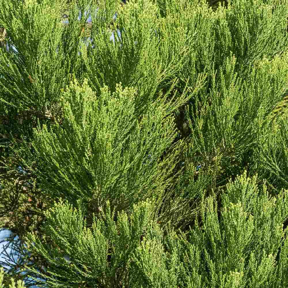 Arborele Mamut, Sequoia Healthy Mammoth Three (Sequoiadendron Giganteum), conifer cu ace verde-albastrui, aspect metalic usor, arbore decorativ urias, vesnic verde, coroana piramidala