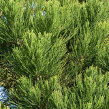 Arborele Mamut, Sequoia Healthy Mammoth Three (Sequoiadendron Giganteum), conifer cu ace verde-albastrui, aspect metalic usor, arbore decorativ urias, vesnic verde, coroana piramidala