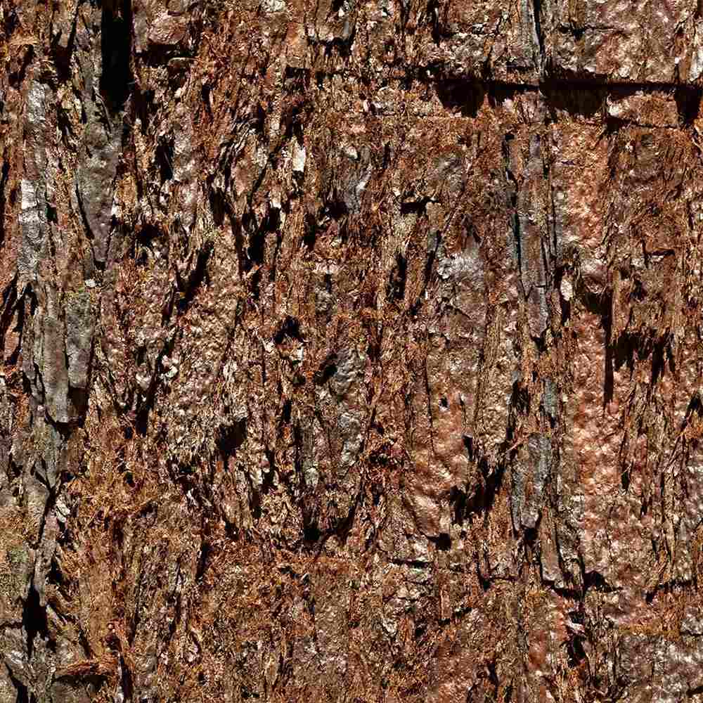 Arborele Mamut, Sequoia Healthy Mammoth Three (Sequoiadendron Giganteum), conifer cu ace verde-albastrui, aspect metalic usor, arbore decorativ urias, vesnic verde, coroana piramidala