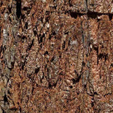 Arborele Mamut, Sequoia Healthy Mammoth Three (Sequoiadendron Giganteum), conifer cu ace verde-albastrui, aspect metalic usor, arbore decorativ urias, vesnic verde, coroana piramidala