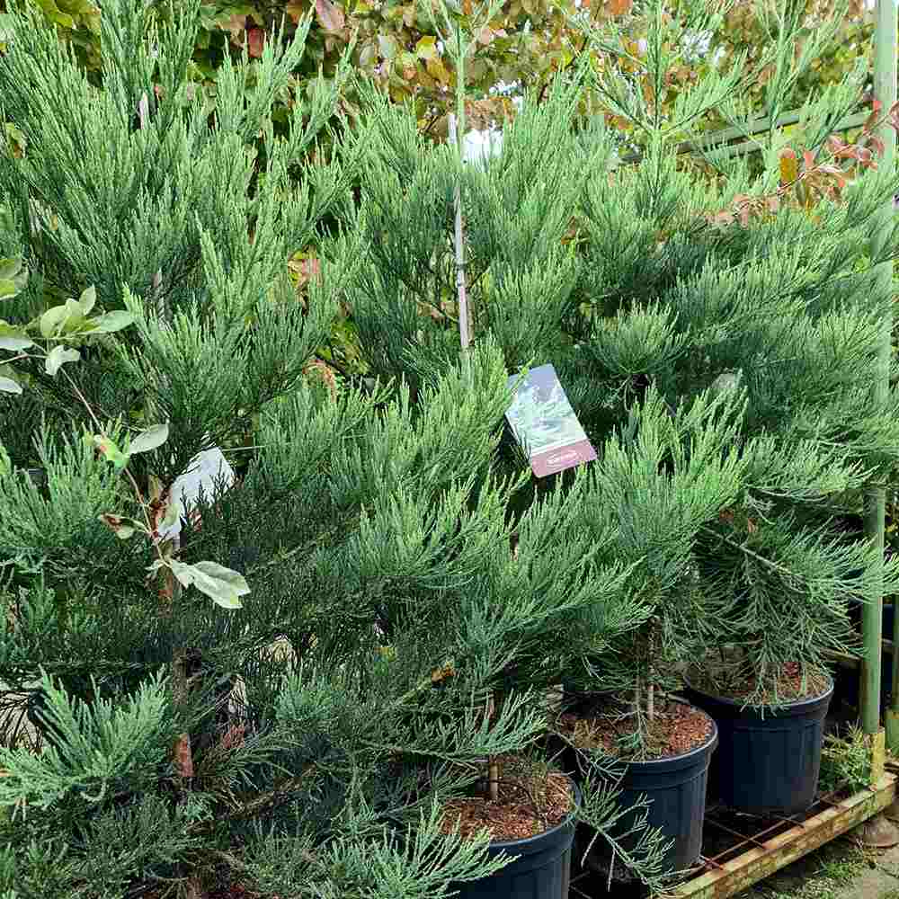 Arborele Mamut, Sequoia Healthy Mammoth Three (Sequoiadendron Giganteum), conifer cu ace verde-albastrui, aspect metalic usor, arbore decorativ urias, vesnic verde, coroana piramidala