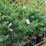 Arborele Mamut, Sequoia Healthy Mammoth Three (Sequoiadendron Giganteum), conifer cu ace verde-albastrui, aspect metalic usor, arbore decorativ urias, vesnic verde, coroana piramidala