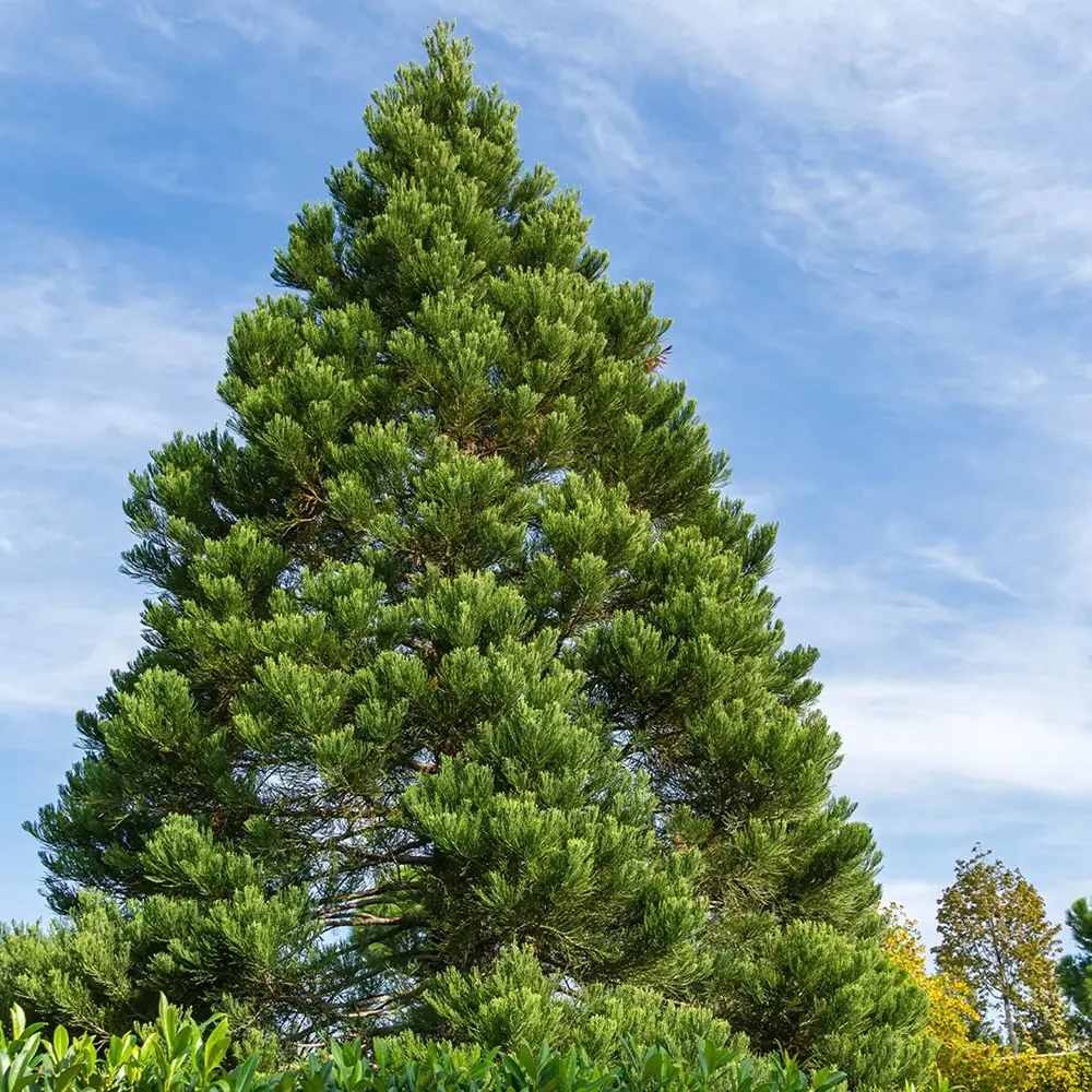 Arborele Mamut, Sequoia Healthy Mammoth One (Sequoiadendron Giganteum), conifer cu ace verde-albastrui, aspect metalic usor, arbore decorativ urias, vesnic verde, coroana piramidala