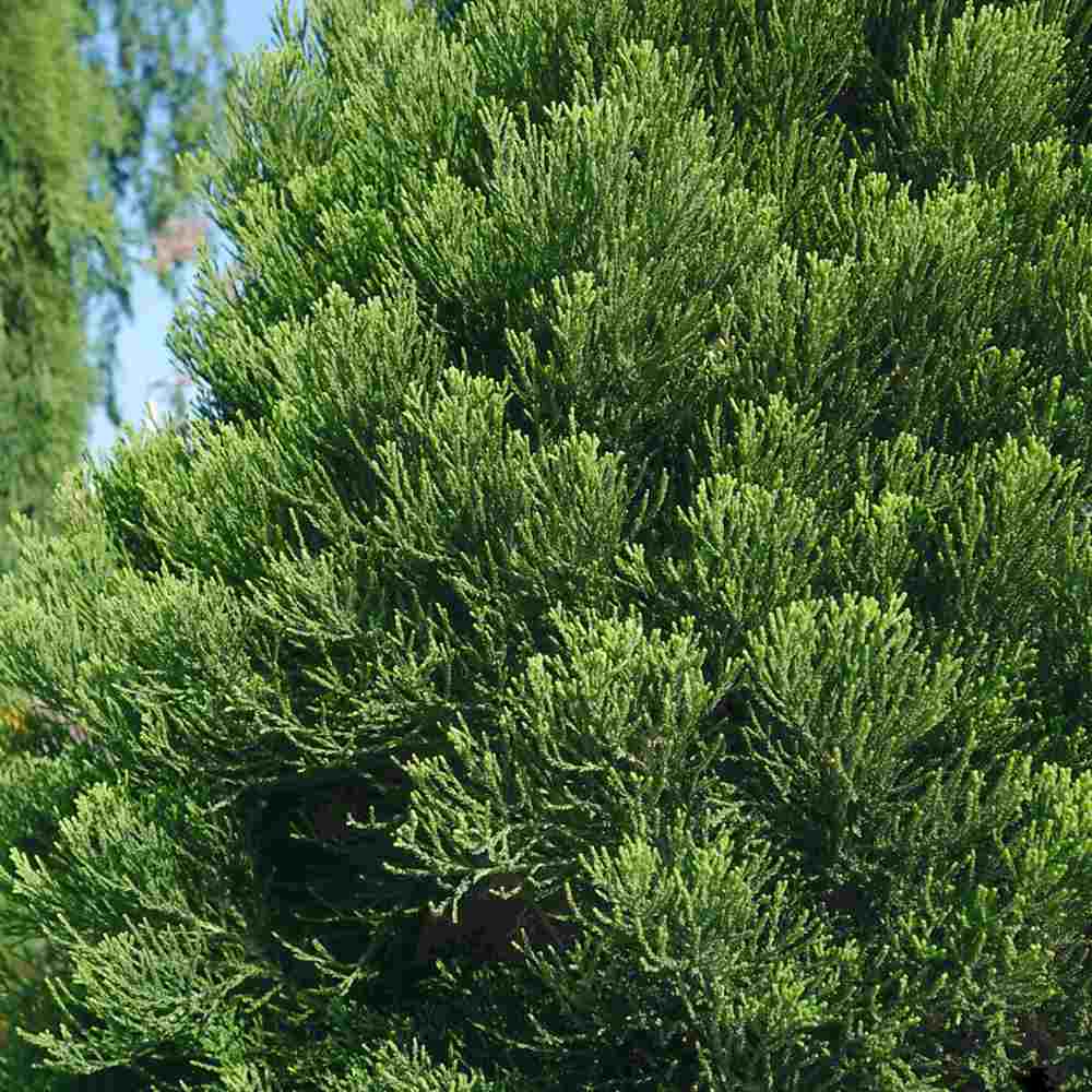 Arborele Mamut, Sequoia Healthy Mammoth Two (Sequoiadendron Giganteum), conifer cu ace verde-albastrui, aspect metalic usor, arbore decorativ urias, vesnic verde, coroana piramidala