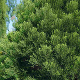 Arborele Mamut, Sequoia Healthy Mammoth Two (Sequoiadendron Giganteum), conifer cu ace verde-albastrui, aspect metalic usor, arbore decorativ urias, vesnic verde, coroana piramidala