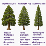 Arborele Mamut, Sequoia Healthy Mammoth Three (Sequoiadendron Giganteum), conifer cu ace verde-albastrui, aspect metalic usor, arbore decorativ urias, vesnic verde, coroana piramidala