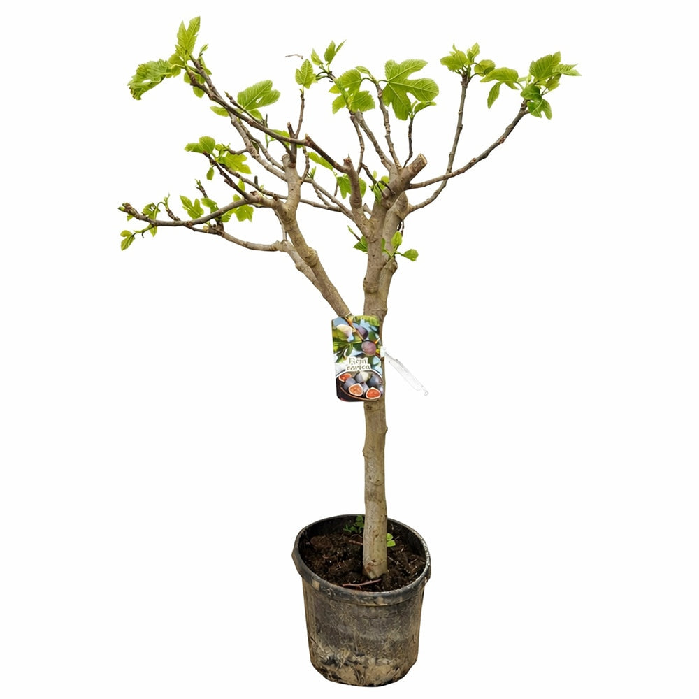 Idős fügefa (Ficus carica) Brown Turkey, kifejlett növény, 10. évtől termő, édes, sötét gyümölcsökkel