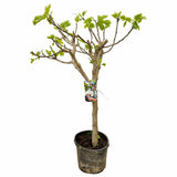 Idős fügefa (Ficus carica) Brown Turkey, kifejlett növény, 10. évtől termő, édes, sötét gyümölcsökkel