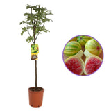 Smochin Copac (Ficus Carica) cu fructe dulci albe, an 2 pe rod