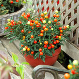 Cireasa de Ierusalim Bartoli (Solanum), cu fructe rosii lucioase pentru interior, foarte decorativ - 30-40 cm