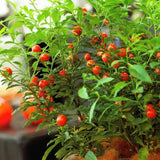 Cireasa de Ierusalim Bartoli (Solanum), cu fructe rosii lucioase pentru interior, foarte decorativ - 30-40 cm