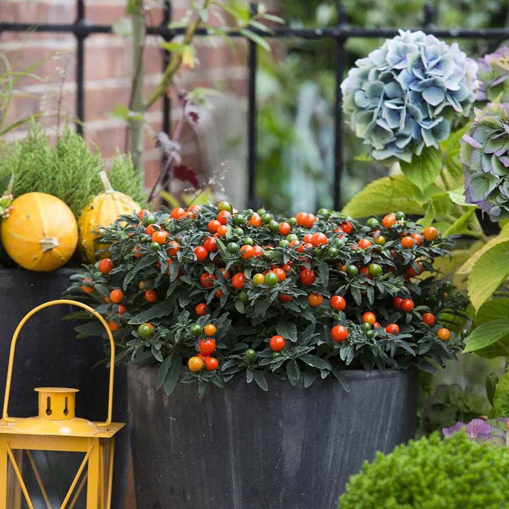 Cireasa de Ierusalim Bartoli (Solanum), cu fructe rosii lucioase pentru interior, foarte decorativ - 30-40 cm