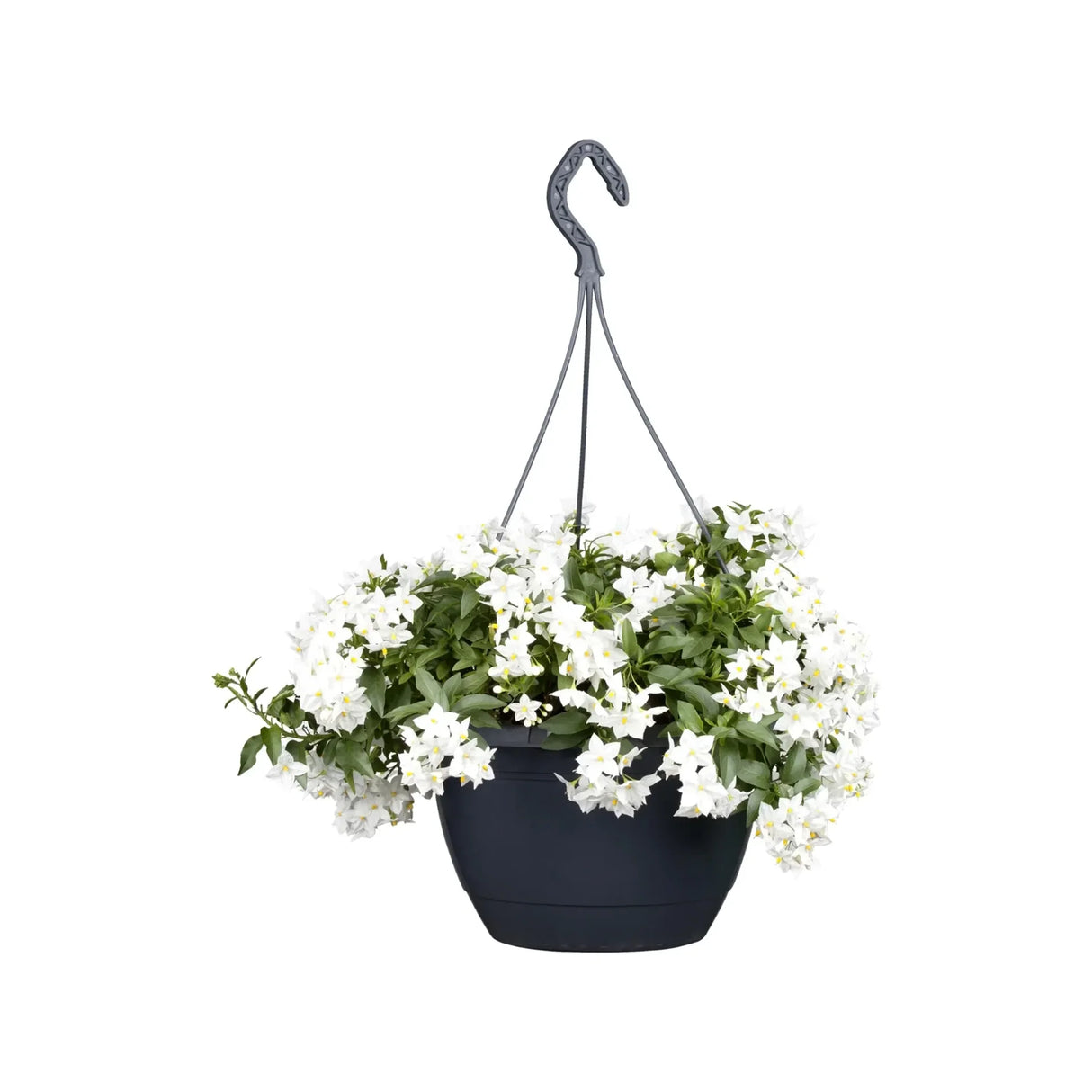 Álljázmin Solanum jasminoides – illatos fehér virágú kúszónövény teraszra és belső térbe