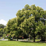 Salcam Japonez (Sophora Japonica), cu flori parfumate