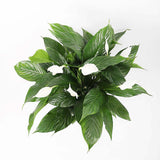 Crinul Pacii Spathiphyllum Vivaldi, planta de interior cu flori albe elegante si frunze verzi lucioase, purificator natural de aer - 75-80 cm