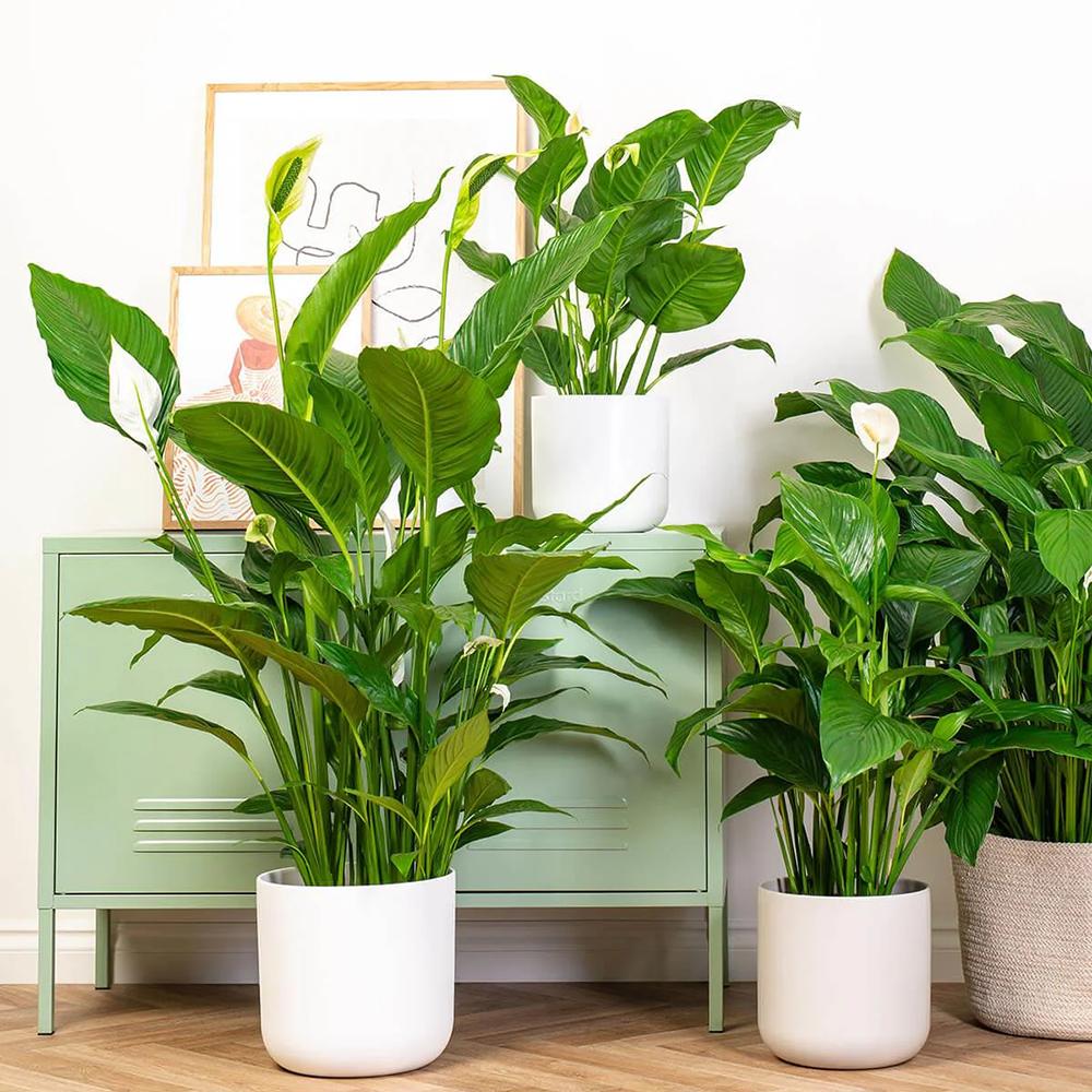 Crinul Pacii Spathiphyllum Vivaldi, planta de interior cu flori albe elegante si frunze verzi lucioase, purificator natural de aer - 75-80 cm