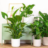 Crinul Pacii Spathiphyllum Vivaldi, planta de interior cu flori albe elegante si frunze verzi lucioase, purificator natural de aer - 75-80 cm