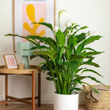 Crinul Pacii Spathiphyllum Vivaldi, planta de interior cu flori albe elegante si frunze verzi lucioase, purificator natural de aer - 75-80 cm