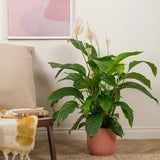 Crinul Pacii Spathiphyllum Vivaldi, planta de interior cu flori albe elegante si frunze verzi lucioase, purificator natural de aer - 75-80 cm