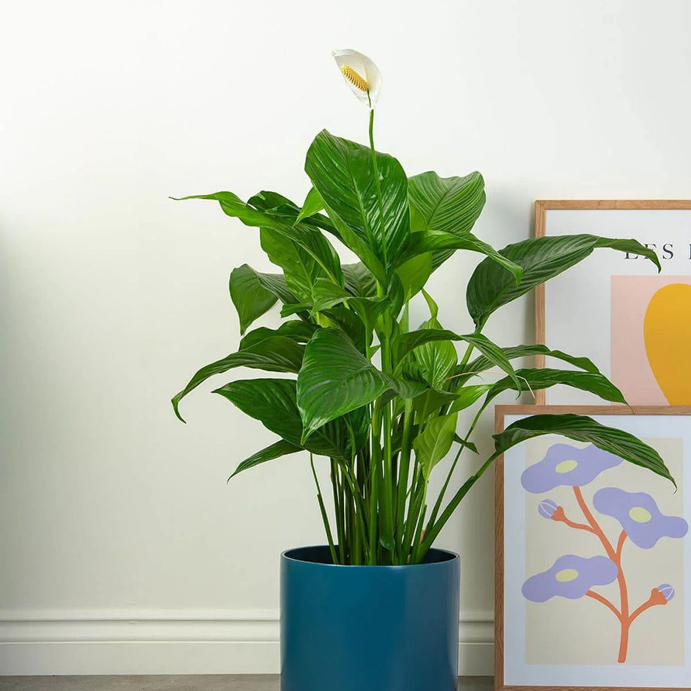 Crinul Pacii Spathiphyllum Vivaldi, planta de interior cu flori albe elegante si frunze verzi lucioase, purificator natural de aer - 75-80 cm