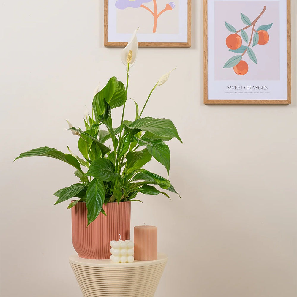 Crinul Pacii Spathiphyllum Vivaldi, planta de interior cu flori albe elegante si frunze verzi lucioase, purificator natural de aer - 75-80 cm