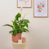 Crinul Pacii Spathiphyllum Vivaldi, planta de interior cu flori albe elegante si frunze verzi lucioase, purificator natural de aer - 75-80 cm