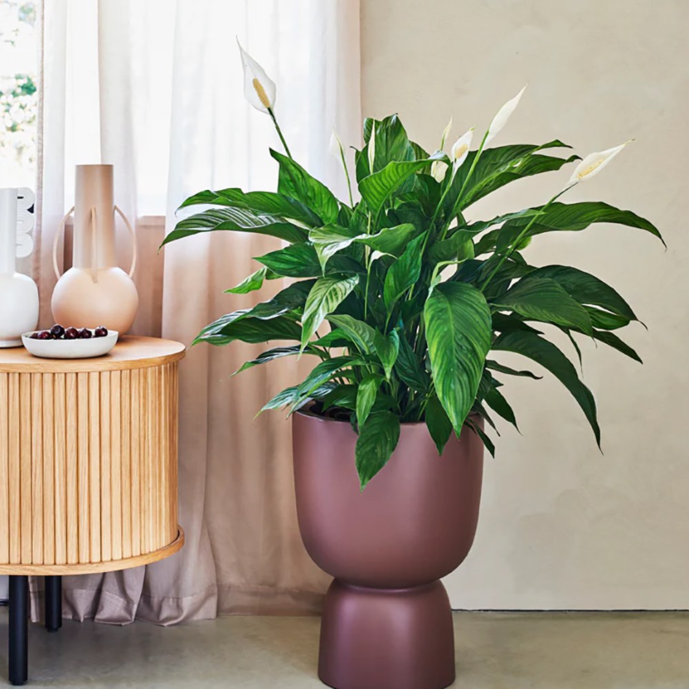Crinul Pacii Spathiphyllum Vivaldi, planta de interior cu flori albe elegante si frunze verzi lucioase, purificator natural de aer - 75-80 cm