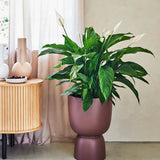 Crinul Pacii Spathiphyllum Vivaldi, planta de interior cu flori albe elegante si frunze verzi lucioase, purificator natural de aer - 75-80 cm