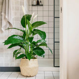 Crinul Pacii Spathiphyllum Vivaldi, planta de interior cu flori albe elegante si frunze verzi lucioase, purificator natural de aer - 75-80 cm