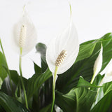 Crinul Pacii Spathiphyllum Vivaldi, planta de interior cu flori albe elegante si frunze verzi lucioase, purificator natural de aer - 75-80 cm