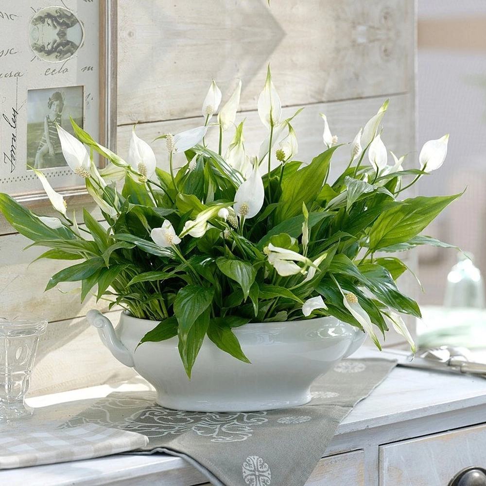 Crinul Pacii Spathiphyllum Chopin, planta de interior cu flori albe elegante si frunze verzi lucioase, purificator natural de aer - 45 cm