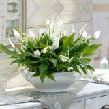 Crinul Pacii Spathiphyllum Chopin, planta de interior cu flori albe elegante si frunze verzi lucioase, purificator natural de aer - 45 cm