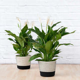 Crinul Pacii Spathiphyllum Chopin, planta de interior cu flori albe elegante si frunze verzi lucioase, purificator natural de aer - 45 cm