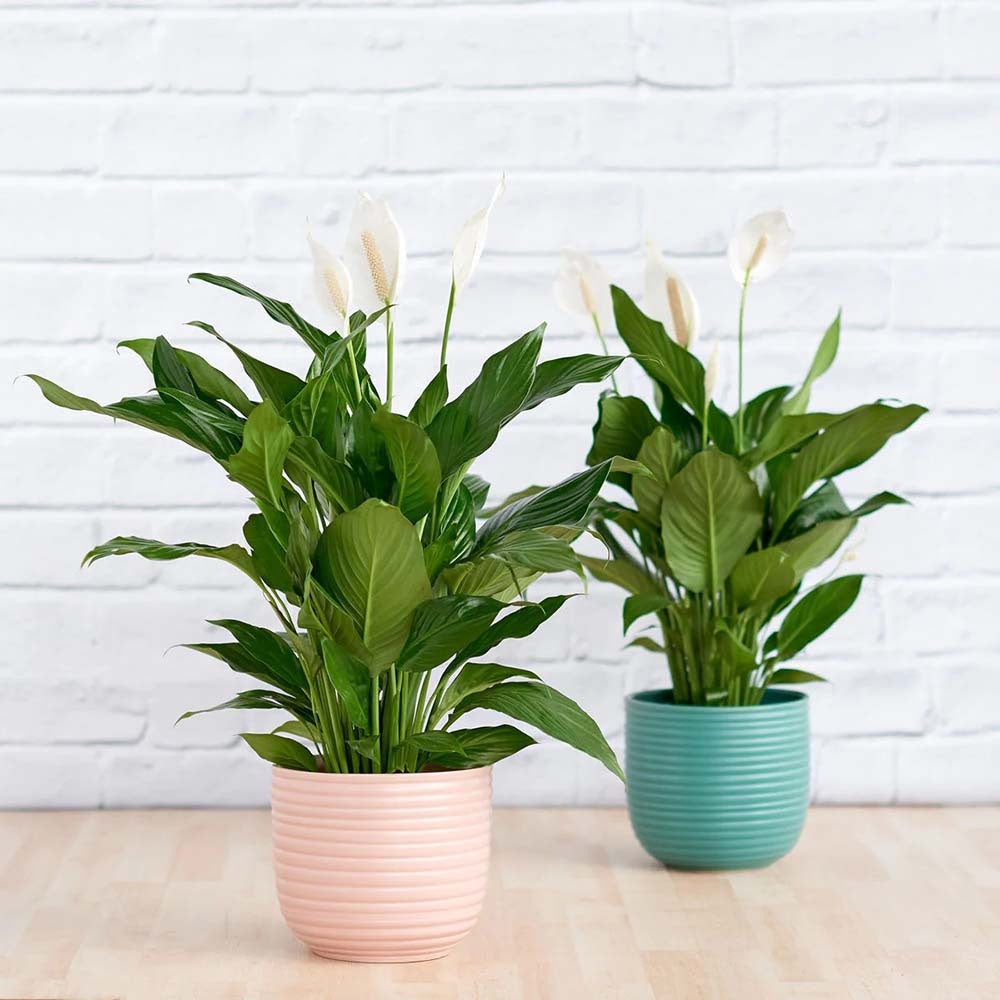 Crinul Pacii Spathiphyllum Chopin, planta de interior cu flori albe elegante si frunze verzi lucioase, purificator natural de aer - 45 cm