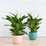 Crinul Pacii Spathiphyllum Chopin, planta de interior cu flori albe elegante si frunze verzi lucioase, purificator natural de aer - 45 cm