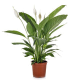 Crinul Pacii Spathiphyllum Chopin, planta de interior cu flori albe elegante si frunze verzi lucioase, purificator natural de aer - 45 cm