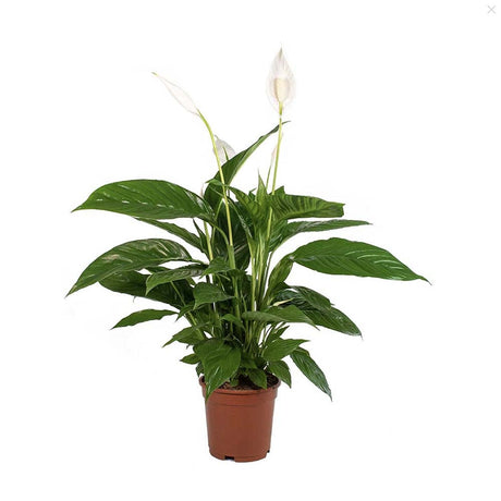 Crinul Pacii Spathiphyllum Vivaldi, planta de interior cu flori albe elegante si frunze verzi lucioase, purificator natural de aer - 75-80 cm