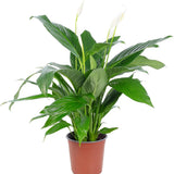 Crinul Pacii Spathiphyllum Verdi, 70-80 cm, planta de interior cu flori albe elegante si frunze verzi lucioase, purificator natural de aer