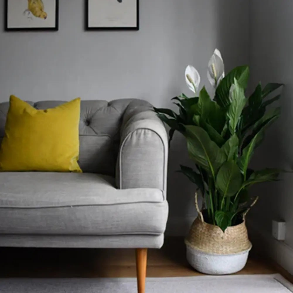 Crinul Pacii Spathiphyllum Verdi, 70-80 cm, planta de interior cu flori albe elegante si frunze verzi lucioase, purificator natural de aer