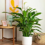 Crinul Pacii Spathiphyllum Verdi, 70-80 cm, planta de interior cu flori albe elegante si frunze verzi lucioase, purificator natural de aer
