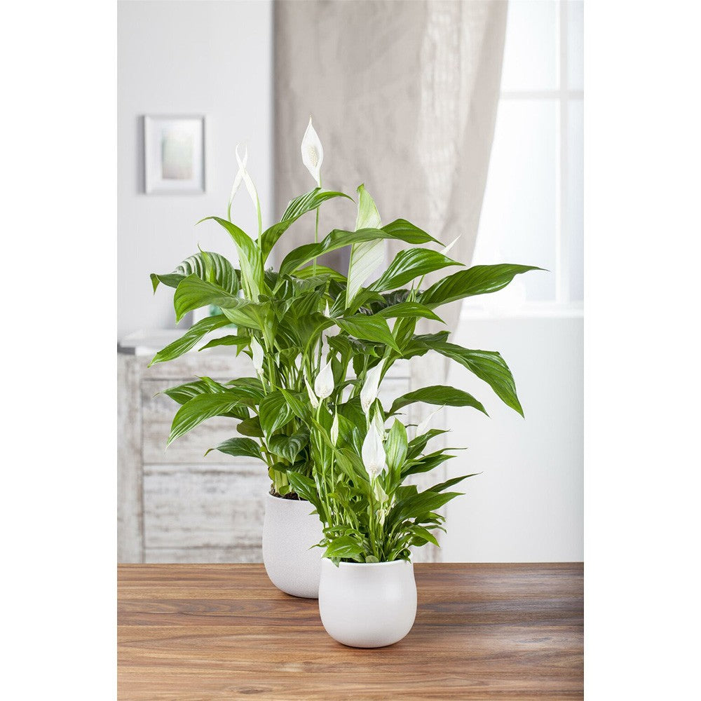 Crinul Pacii Spathiphyllum Vivaldi, planta de interior cu flori albe elegante si frunze verzi lucioase, purificator natural de aer - 75-80 cm