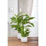 Crinul Pacii Spathiphyllum Vivaldi, planta de interior cu flori albe elegante si frunze verzi lucioase, purificator natural de aer - 75-80 cm