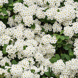Cununita Japoneza Snowmound (Spiraea japonica), arbust decorativ cu flori albe parfumate rezistent la frig