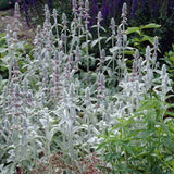 Urechea Mielului Silver Carpet,  frunze catifelate argintii covor decorativ gradina