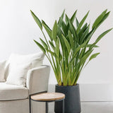 Strelitzia Reginae, Pasarea Paradisului, 40 cm, planta exotica mare cu frunze uriase tropicale decorative ideala pentru cadou