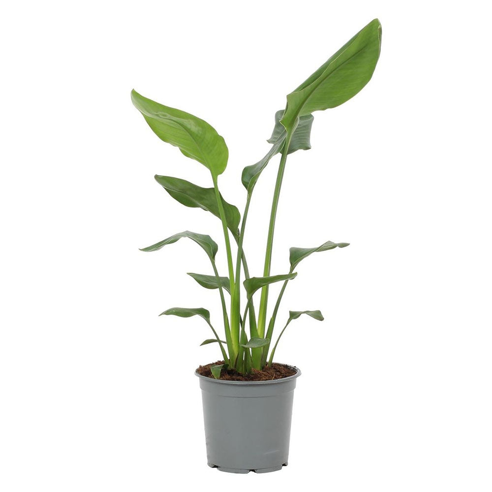 Pasarea Paradisului Strelitzia Reginae, planta exotica mare cu frunze uriase tropicale decorative pentru interior - 60 cm